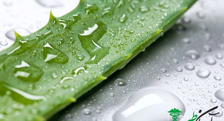 فواید درمانی آلوورا