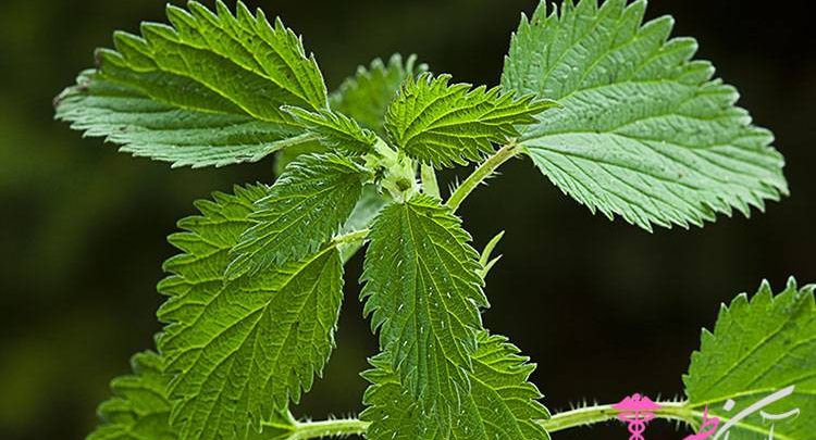 خواص گیاه گزنه