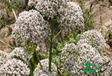 سنبل هندی