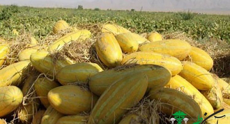 خواص خربزه