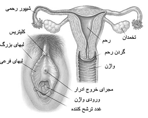 برآمدگی درون واژن خشکی واژن