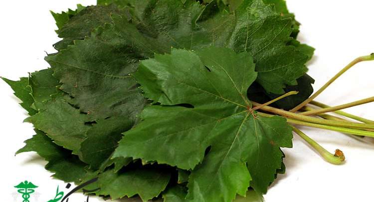 خواص برگ مو