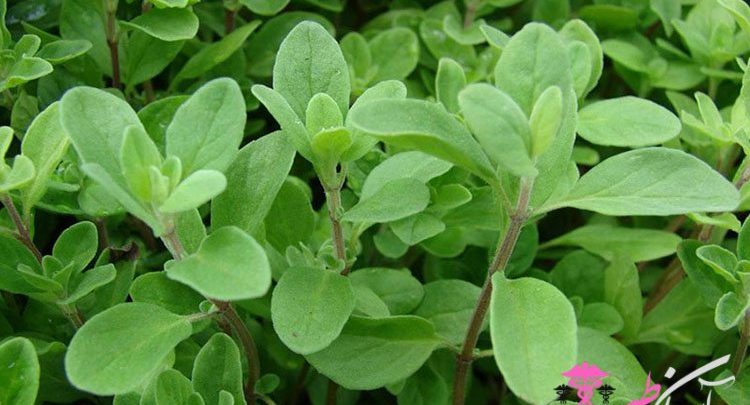 خواص عرق یونجه