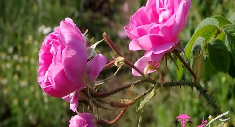 خواص گل محمدی