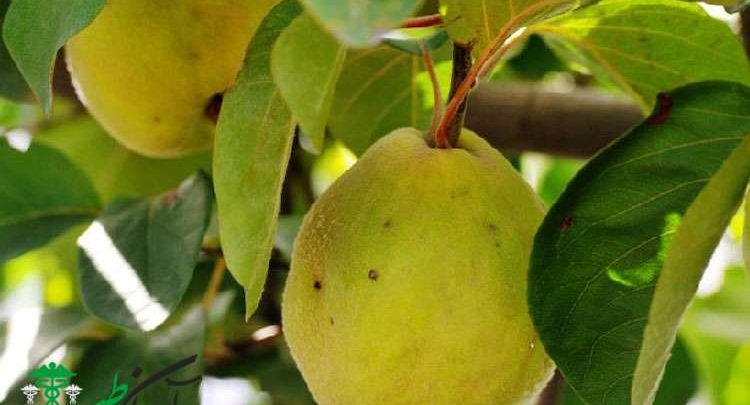 دمنوش برگ به