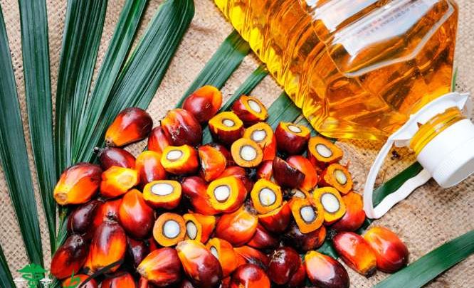 روغن پالم