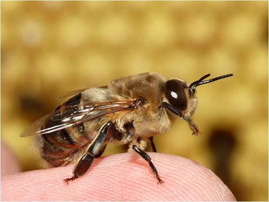 زنبوردرمانی زنبور درمانی
