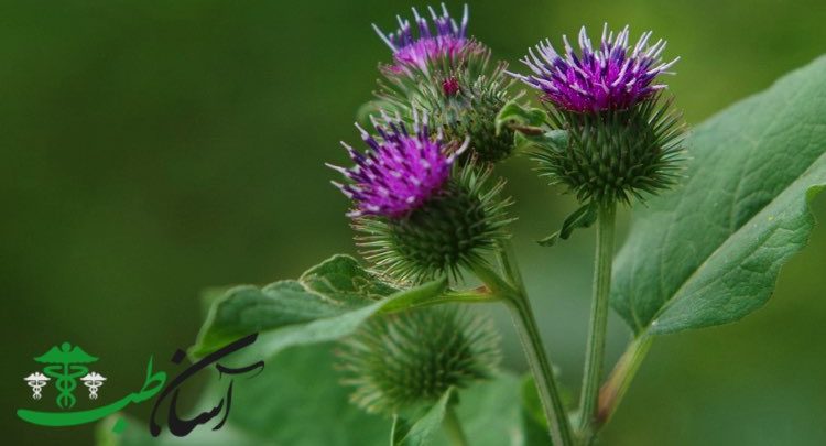 خواص باباآدم