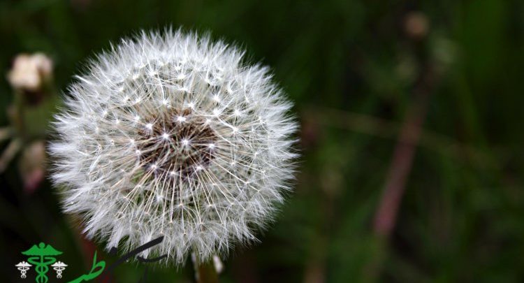 خواص درمانی قاصدک