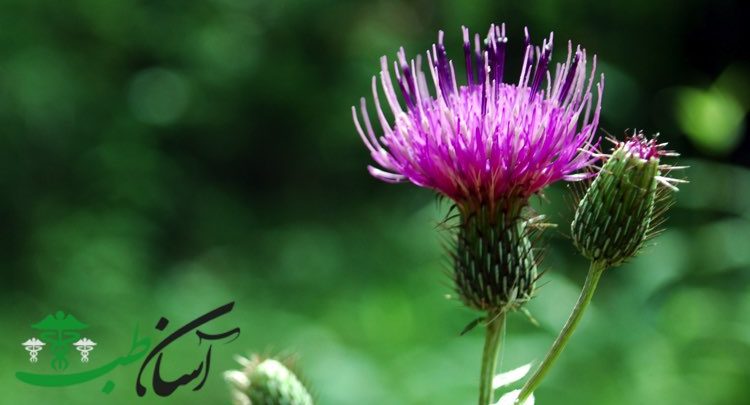 خواص خار مریم برای کبد