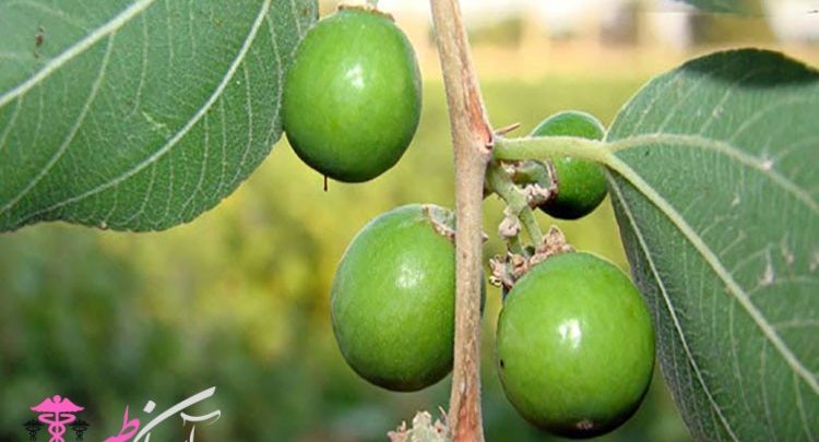 خواص میوه کنار