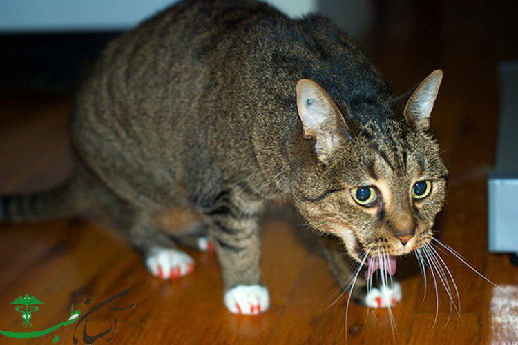 استفراغ در گربه های خانگی به پنج دلیل و درمان آنها