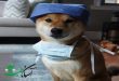 10 نوع از مشکلات پزشکی یا بیماری سگ های شیبااینو