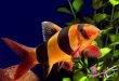 لوچ دلقک ماهی آکواریومی؛ روش نگهداری و تکثیر به همراه ویدیو
