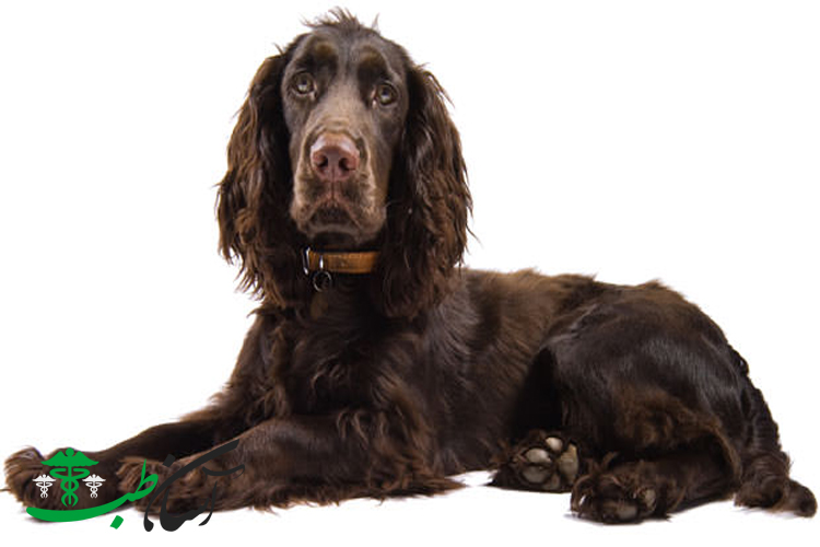 4 نوع بیماری شایع در سگ ساسکس اسپانیل