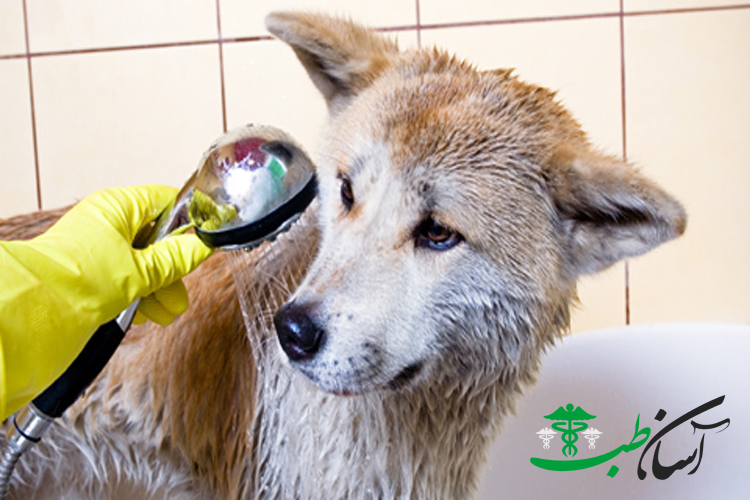 مسمومیت در سگ ها با حشره کش ، علائم و درمان آن