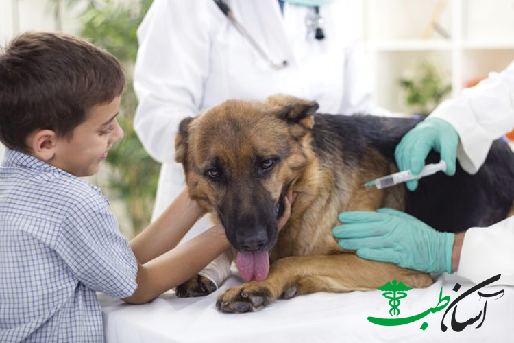 واکسن های سگ و 3 نوع از واکسن های سگ موجود در ایران (هاری، پاروا،کورونا) - آسان طب
