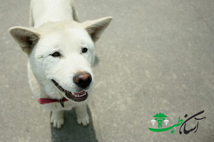 کرین جیندو داگ ها و معرفی سگ های ورزشی ، وفادار و فوق العاده ی کرین جیندو داگ - آسان طب