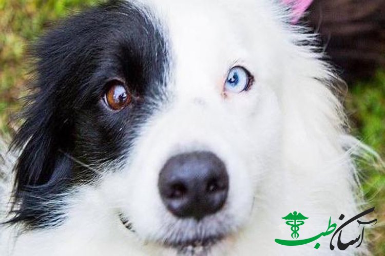 سگ های کالی و 7 نوع بیماری شایع در سگ های کالی Collie Dog - آسان طب