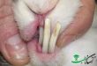 عوامل موثر در سلامت و رشد دندان های خرگوش