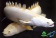 ماهی پلی پتروس ، ماهی گوشتخوار و دو زیست
