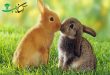 روابط خرگوش ها‌ و ‌جنگ خرگوش‌ها‌در‌برابر‌خرگوش‌ها