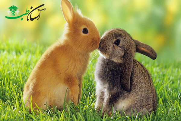 روابط خرگوش ها‌