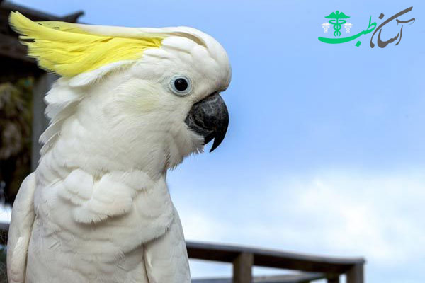 طوطی کاکادو