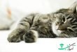 10 نوع خطرناک و کشنده از بیماری های رایج در گربه ها