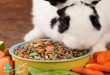 پلت برای خرگوش ها و میزان دقیق مصرف آن