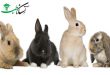 نژاد های کوچک خرگوش های جهان و معرفی 8 نوع از آنها