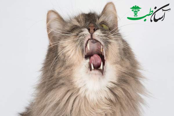 عطسه کردن گربه