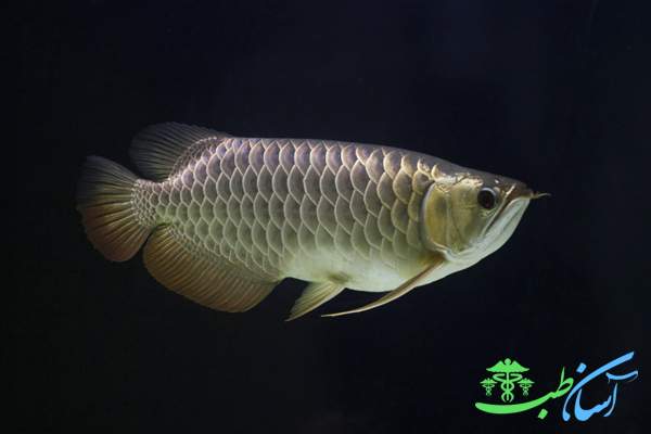 نگهداری از آروانا