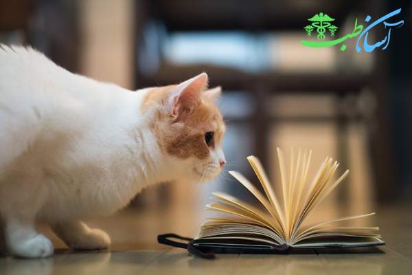 گربه اهلی