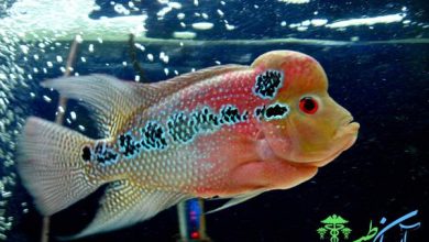 ماهی سیچلاید فرونتوزا