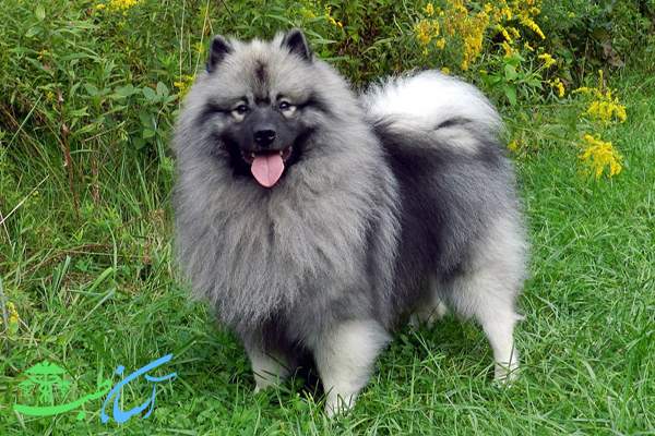  Keeshond1