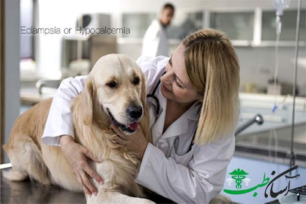بیماری اکلامپسی یا همان هیپوکلسمی dog eclampsia‭)‬)