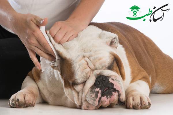 گوش های حیوانات خانگی