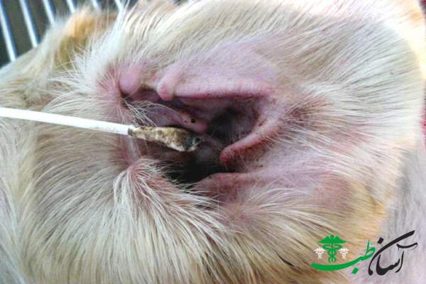 تمیز کردن گوش حیوانات برای حفظ سلامتی و پیشگیری از بیماریها