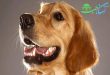 دندان سگ ها ، روش مسواک زدن و ساخت خمیر دندان مخصوص