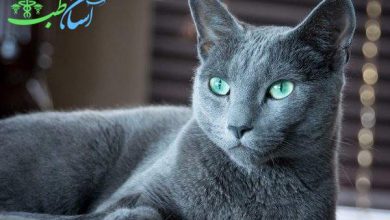 گربه‭ ‬آبی‭ ‬رنگ‭ ‬روسی ( Russian blue )