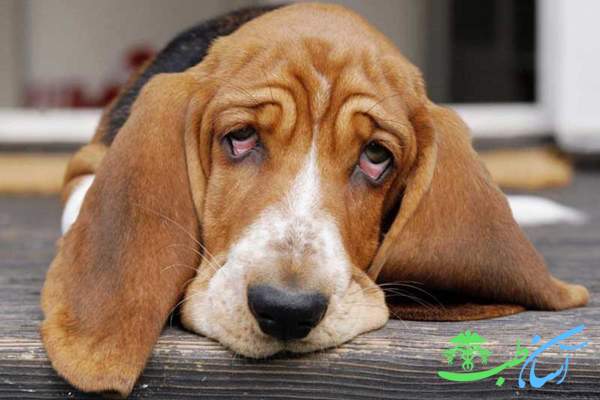 بیماری های کبدی در سگ ها ، دلایل و نشانه‌ های آنها