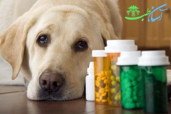 مسمومیت با آسپرین در سگ
