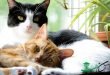 ایدز در گربه و علائم شایع در گربه های آلوده به این بیماری