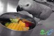 تغذیه طوطی های خاکستری آفریقایی و بهترین برنامه غذایی