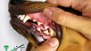 بیماری های دهان و دندان در سگ