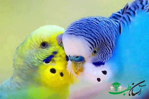 بیماری های مرغ عشق