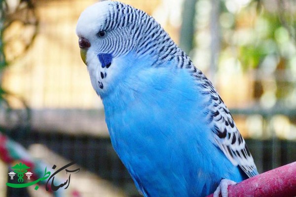 بیماری های شایع در مرغ عشق