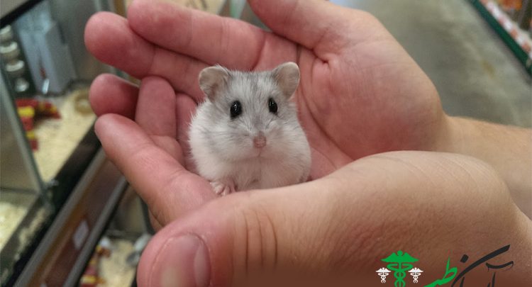 نگهداری از بچه همستر های کوتوله