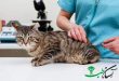 واکسینه شدن حیوانات جهت دریافت مجوز خروج از کشور